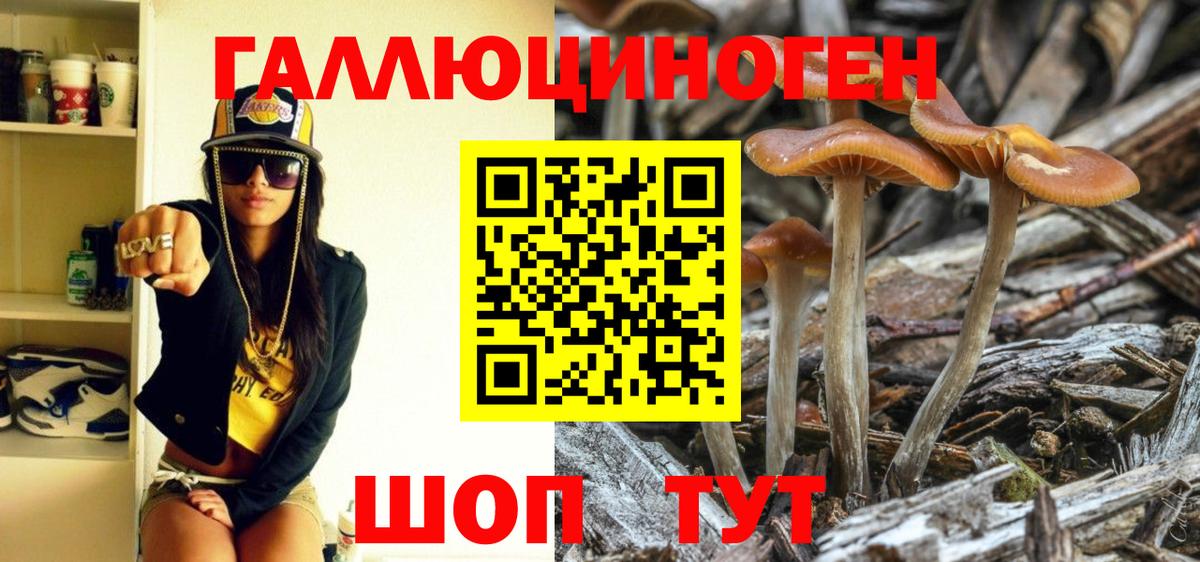 Псилоцибиновые грибы Cubensis  как найти   Псилоцибиновые грибы Psilocybine cubensis  Дербент 